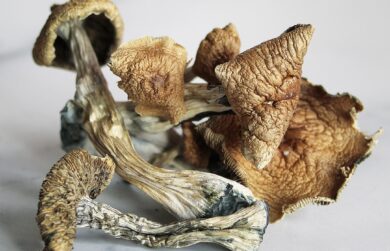 Golden Teacher Magic Shrooms