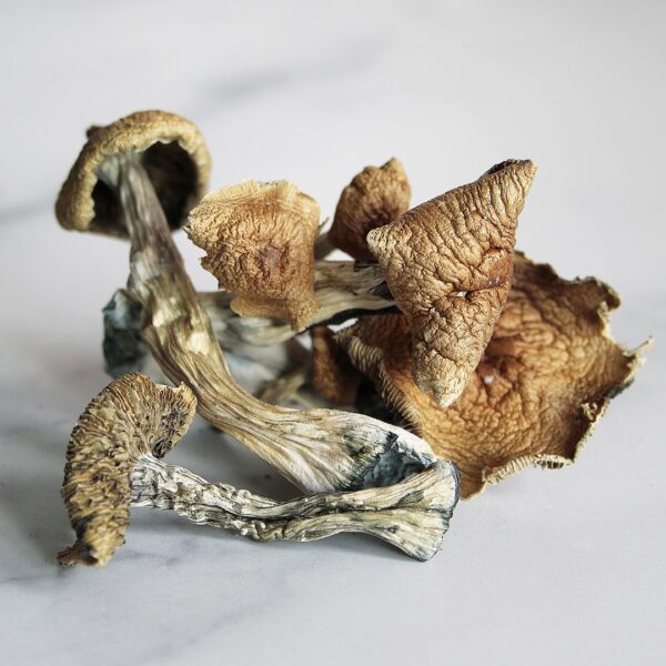 Golden Teacher Magic Shrooms