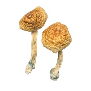 Golden Mammoth Magic Mushrooms