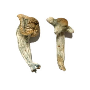 Shepherds Cut Penis Envy Magic Mushrooms