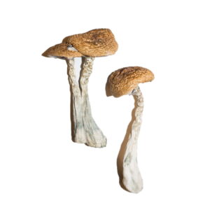 wavy caps magic mushrooms online