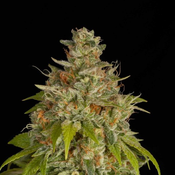 Blue Dream Feminized