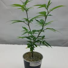 CANNABIS CLONES