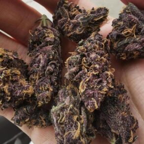 Purple Kush