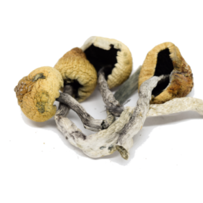 Malabar magic Mushrooms