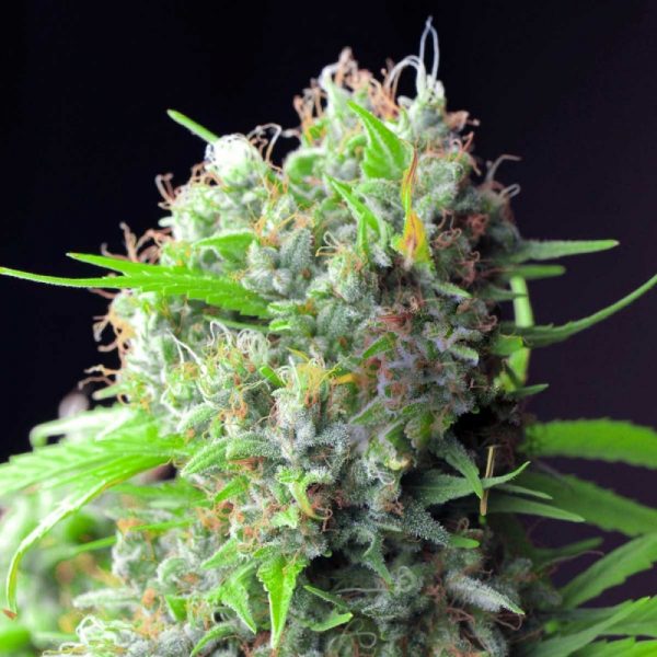 White Rhino Feminized